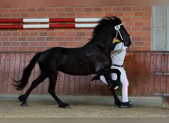 Frisone / Frisone Occidentale, Giumenta, 4 Anni, 163 cm, Morello