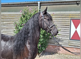 Frisone / Frisone Occidentale, Giumenta, 5 Anni, 160 cm