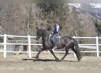 Frisone / Frisone Occidentale, Giumenta, 5 Anni, 162 cm, Morello