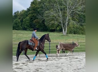Frisone / Frisone Occidentale, Giumenta, 6 Anni, 160 cm, Baio ciliegia