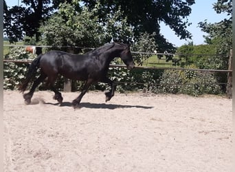 Frisone / Frisone Occidentale, Giumenta, 7 Anni, 160 cm, Morello
