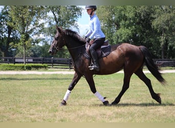 Frisone / Frisone Occidentale, Giumenta, 8 Anni, 155 cm, Morello