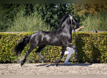 Frisone / Frisone Occidentale, Giumenta, 8 Anni, 162 cm, Morello