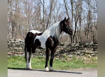 Frisone / Frisone Occidentale, Giumenta, 9 Anni, Tobiano-tutti i colori
