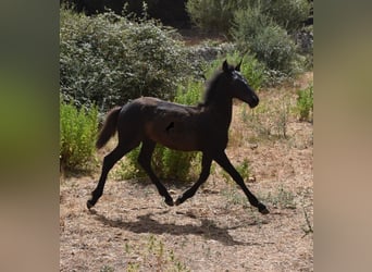 Frisone / Frisone Occidentale Mix, Giumenta, Puledri
 (02/2023), 160 cm, Morello