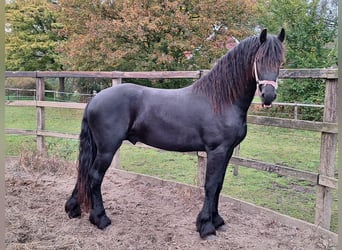 Frisone / Frisone Occidentale, Stallone, 2 Anni, 162 cm