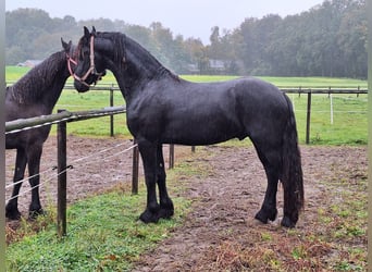 Frisone / Frisone Occidentale, Stallone, 2 Anni, 162 cm