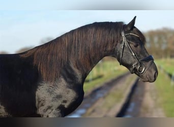 Frisone / Frisone Occidentale, Stallone, 2 Anni, 163 cm, Morello