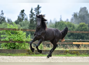 Frisone / Frisone Occidentale, Stallone, 2 Anni, 165 cm, Morello