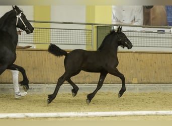 Frisone / Frisone Occidentale, Stallone, 2 Anni, Morello