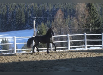 Frisone / Frisone Occidentale, Stallone, 3 Anni, 164 cm, Morello