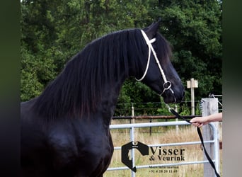 Frisone / Frisone Occidentale, Stallone, 3 Anni, 165 cm