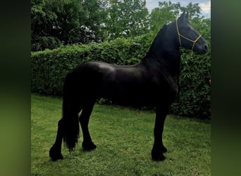 Frisone / Frisone Occidentale, Stallone, 3 Anni, 165 cm, Morello