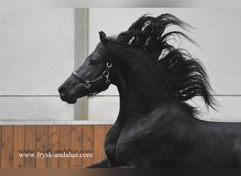 Frisone / Frisone Occidentale, Stallone, 3 Anni, 165 cm, Morello