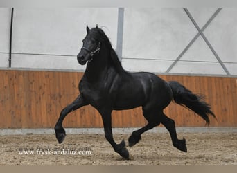 Frisone / Frisone Occidentale, Stallone, 3 Anni, 165 cm, Morello