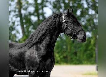 Frisone / Frisone Occidentale, Stallone, 3 Anni, 166 cm, Morello