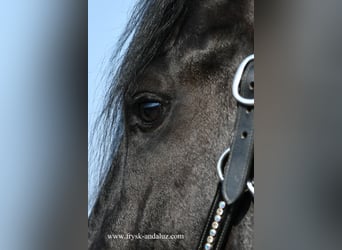 Frisone / Frisone Occidentale, Stallone, 3 Anni, 166 cm, Morello