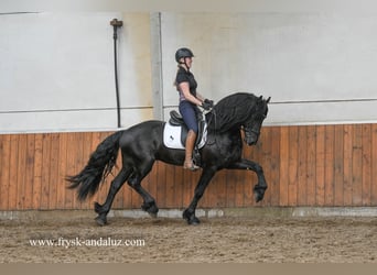 Frisone / Frisone Occidentale, Stallone, 3 Anni, 166 cm, Morello