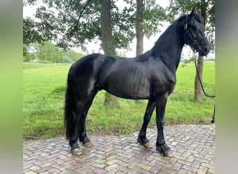 Frisone / Frisone Occidentale, Stallone, 3 Anni, 168 cm, Morello