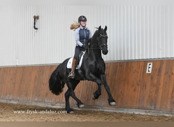 Frisone / Frisone Occidentale, Stallone, 3 Anni, 169 cm, Morello