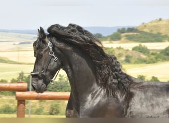 Frisone / Frisone Occidentale, Stallone, 3 Anni, 170 cm, Morello