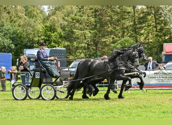 Frisone / Frisone Occidentale, Stallone, 4 Anni, 164 cm, Morello