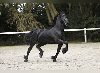 Frisone / Frisone Occidentale, Stallone, 4 Anni, 165 cm, Morello