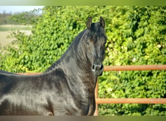 Frisone / Frisone Occidentale, Stallone, 4 Anni, 165 cm, Morello