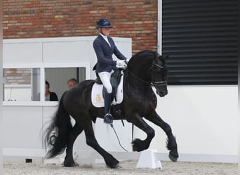 Frisone / Frisone Occidentale, Stallone, 5 Anni, 164 cm, Morello