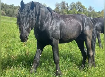 Frisone / Frisone Occidentale, Stallone, 5 Anni, 168 cm, Morello