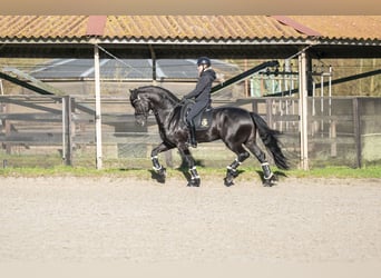 Frisone / Frisone Occidentale, Stallone, 5 Anni, 170 cm, Morello