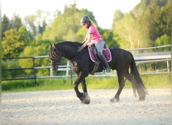 Frisone / Frisone Occidentale, Stallone, 6 Anni, 166 cm, Morello