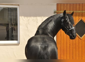 Frisone / Frisone Occidentale, Stallone, 6 Anni, 166 cm, Morello