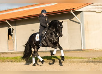 Frisone / Frisone Occidentale, Stallone, 7 Anni, 168 cm