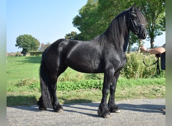 Frisone / Frisone Occidentale, Stallone, 8 Anni, 163 cm, Baio scuro