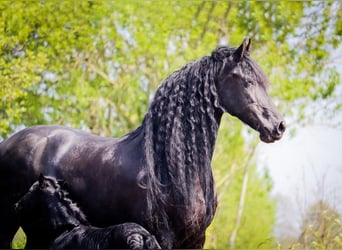 Frisone / Frisone Occidentale, Stallone, Puledri
 (05/2023), 168 cm, Morello