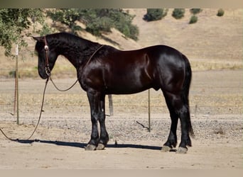 Frisone / Frisone Occidentale, Castrone, 10 Anni, 152 cm, Morello