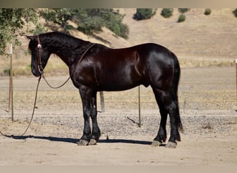 Frisone / Frisone Occidentale, Castrone, 10 Anni, 152 cm, Morello