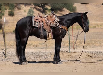 Frisone / Frisone Occidentale, Castrone, 10 Anni, 152 cm, Morello