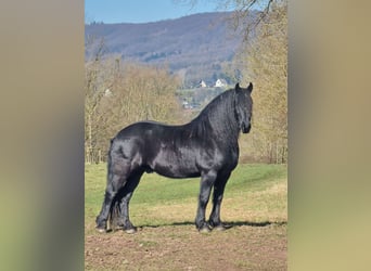 Frisone / Frisone Occidentale, Castrone, 10 Anni, 163 cm, Morello