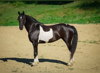 Frisone / Frisone Occidentale, Castrone, 10 Anni, 163 cm, Tobiano-tutti i colori