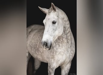 Frisone / Frisone Occidentale, Castrone, 10 Anni, 165 cm, Grigio