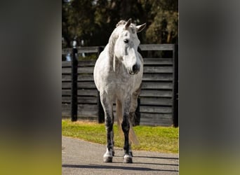 Frisone / Frisone Occidentale, Castrone, 10 Anni, 165 cm, Grigio