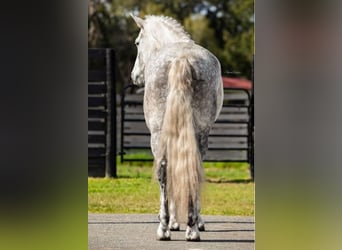 Frisone / Frisone Occidentale, Castrone, 10 Anni, 165 cm, Grigio