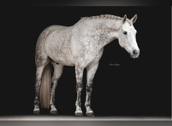 Frisone / Frisone Occidentale, Castrone, 10 Anni, 165 cm, Grigio