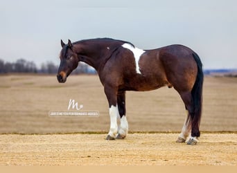 Frisone / Frisone Occidentale, Castrone, 10 Anni, 165 cm, Tobiano-tutti i colori