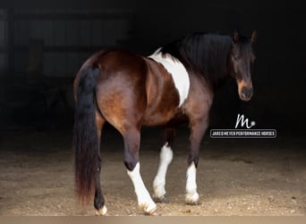 Frisone / Frisone Occidentale, Castrone, 10 Anni, 165 cm, Tobiano-tutti i colori