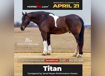 Frisone / Frisone Occidentale, Castrone, 10 Anni, 165 cm, Tobiano-tutti i colori