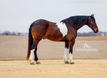 Frisone / Frisone Occidentale, Castrone, 10 Anni, 165 cm, Tobiano-tutti i colori