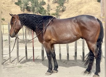Frisone / Frisone Occidentale, Castrone, 11 Anni, 152 cm, Baio roano